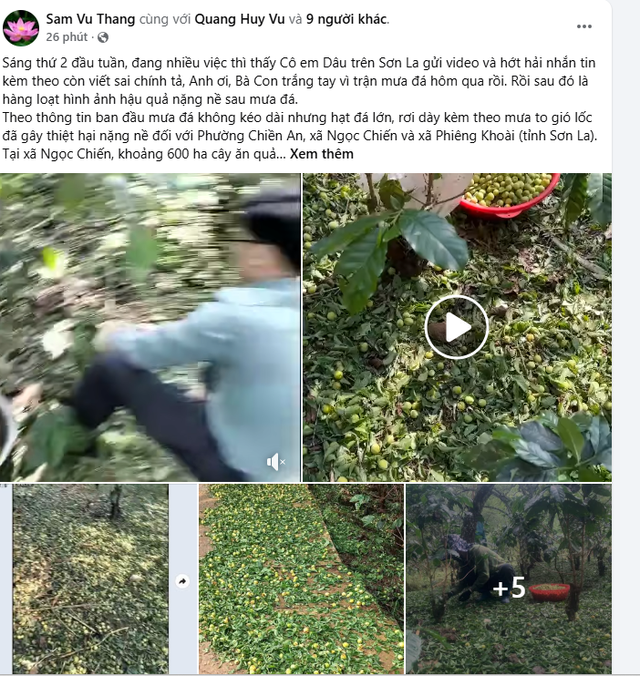 Mưa đá gây thiệt hại nặng nề cho nhiều nhà vườn tại Sơn La- Ảnh 6.