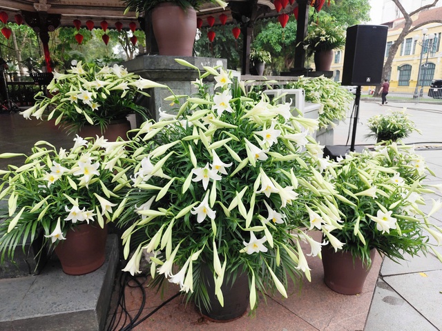 Hàng nghìn bông hoa loa kèn “đánh thức” không gian Nhà Bát Giác trước giờ G “Hà Nội bình yên”- Ảnh 2.