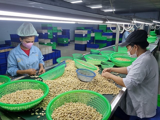 Hoa Kỳ tiếp tục là điểm đến lớn nhất của hạt điều Việt Nam- Ảnh 1. Hoa Kỳ tiếp tục là điểm đến lớn nhất của hạt điều Việt Nam- Ảnh 1.