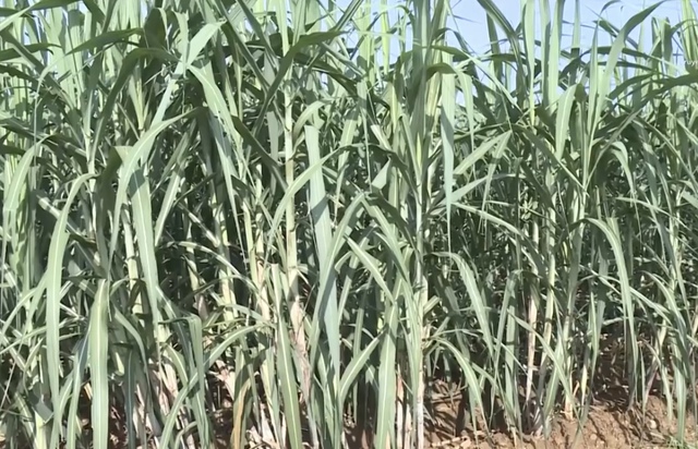 Thanh Hóa: Định vị sản phẩm theo “bản sắc sinh thái”- Ảnh 1.