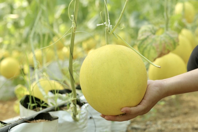 Xây dựng thương hiệu OCOP: Đòn bẩy nâng tầm sản phẩm dưa xứ Thanh- Ảnh 1.