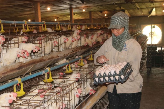 Ngành chăn nuôi mở rộng thị trường và hội nhập sâu hơn- Ảnh 1.