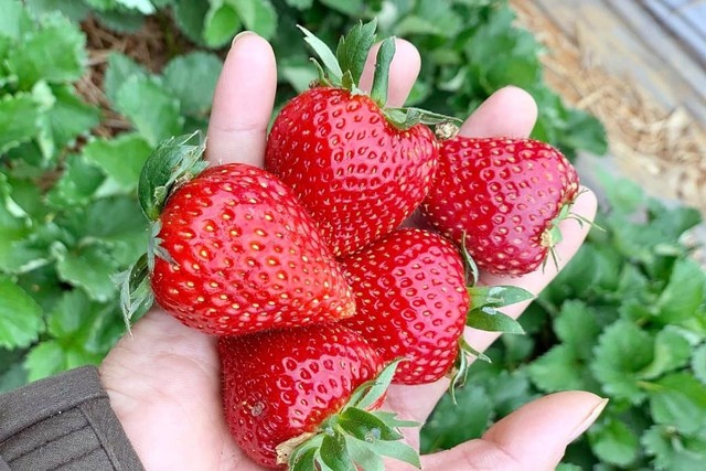 Xuất khẩu dâu tây ghi nhận mức tăng trưởng ấn tượng- Ảnh 1.