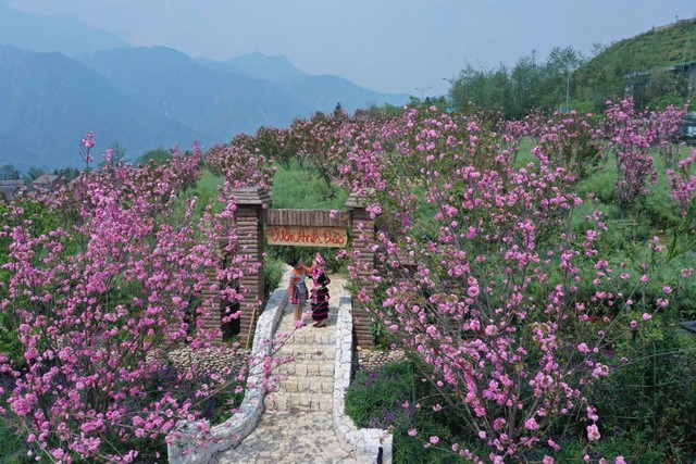 Lên Fansipan, ngắm mùa hoa anh đào ngợp ngời trên đỉnh thiêng- Ảnh 1.