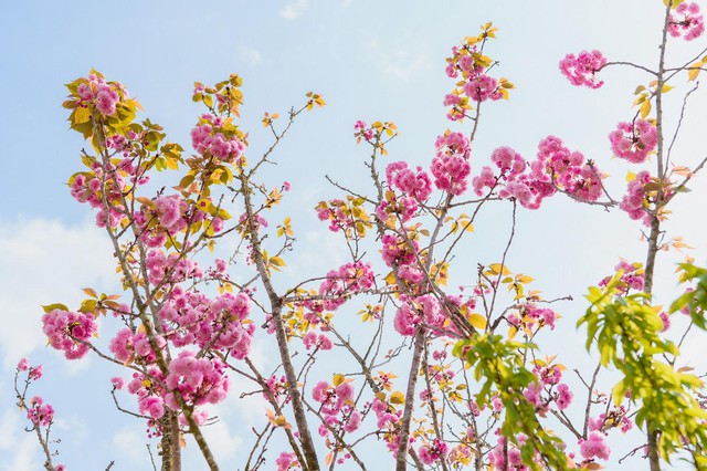 Lên Fansipan, ngắm mùa hoa anh đào ngợp ngời trên đỉnh thiêng- Ảnh 4.