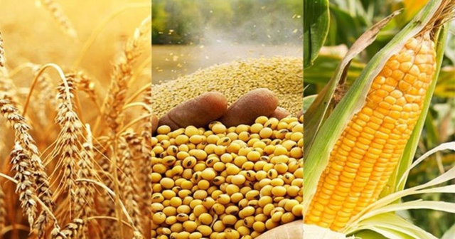 4 tháng đầu năm 2026, Việt Nam nhập khẩu hơn 2,6 tỷ USD ngô, lúa mì, đậu tương- Ảnh 1. 4 tháng đầu năm 2026, Việt Nam nhập khẩu hơn 2,6 tỷ USD ngô, lúa mì, đậu tương- Ảnh 1.
