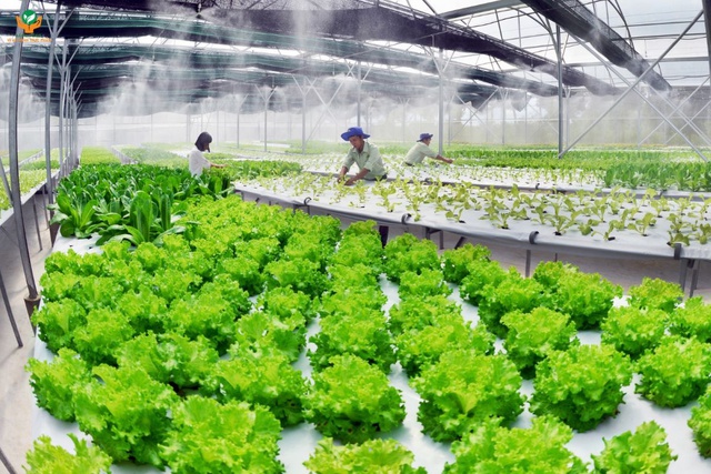 Xây dựng nền tảng cho “nông sản phát thải thấp”- Ảnh 1.