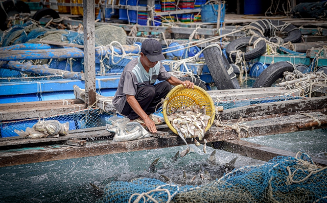 Dòng vốn tín dụng Agribank khơi thông, làm "bệ đỡ" để người dân yên tâm đầu tư nuôi cá lồng bè trên biển cho thu nhập cao- Ảnh 6.