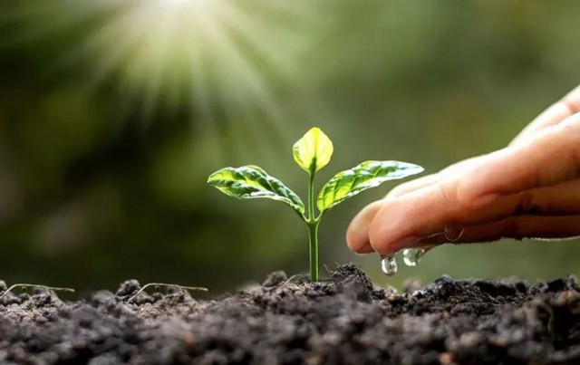 Tăng ni, Phật tử Tp.HCM chung tay hưởng ứng Ngày Môi trường thế giới: Phát động chương trình trồng cây tại công viên Láng Le- Ảnh 1.