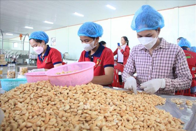 Ngành điều hạ mục tiêu xuất khẩu xuống 5 tỷ USD- Ảnh 1.