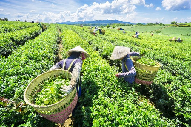 Xuất khẩu chè giảm 7,1% về lượng và giảm 2,5% về trị giá trong 5 tháng đầu năm - Ảnh 1.