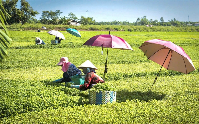 TP Huế: Thúc đẩy kinh tế nông thôn từ chương trình OCOP giai đoạn mới - Ảnh 1.