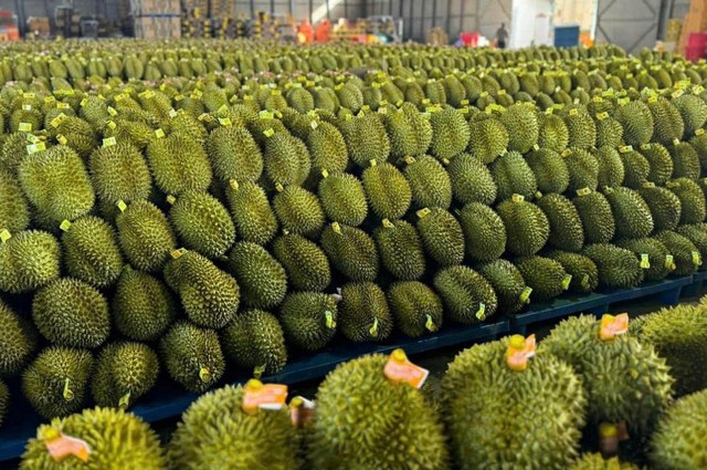 Bộ Nông nghiệp và Môi trường đề xuất rút ngắn thời gian giải quyết hồ sơ cấp mã số vùng trồng - Ảnh 1.