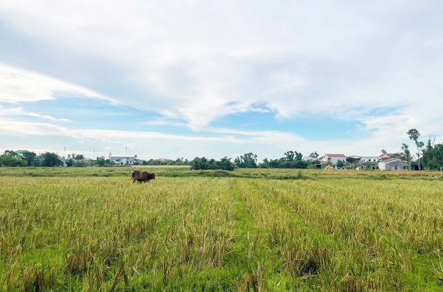 Dự án “treo” ở Nghệ An - Bài 1: “Đất vàng” hoá “đất hoang” - Ảnh 2.