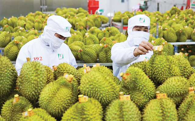 Ấn Độ chính thức cho phép nhập khẩu quả sầu riêng tươi của Việt Nam  - Ảnh 1.