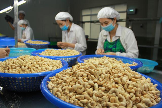 Ngành điều Việt Nam tiếp tục nhập siêu 390 triệu USD- Ảnh 1.