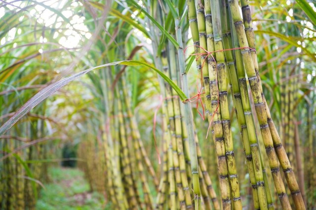 Giá đường tăng nhẹ nhờ kiểm soát đường nhập lậu- Ảnh 1.
