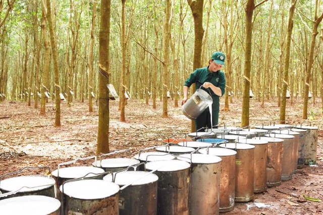 Xuất khẩu cao su thu về 1,55 tỷ USD sau 7 tháng - Ảnh 1.