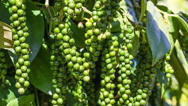 Lượng hồ tiêu xuất khẩu sang Trung Quốc tăng hơn 200% trong nửa đầu tháng 8 - Ảnh 1.