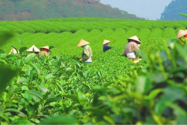 Nhu cầu từ Mỹ, Nga và một số thị trường mới góp phần mở rộng dư địa cho ngành chè- Ảnh 1.
