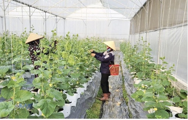 Từ sản xuất xanh đến kinh tế nông nghiệp xanh - Ảnh 2.