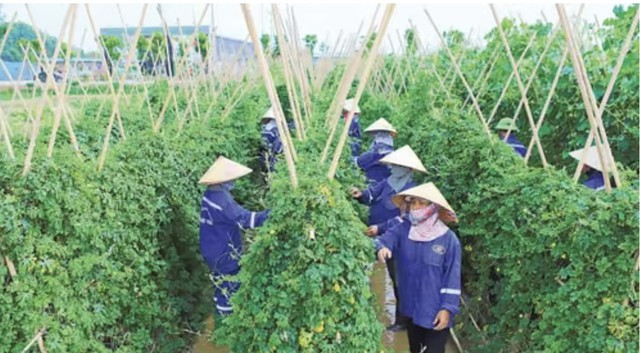 Từ sản xuất xanh đến kinh tế nông nghiệp xanh - Ảnh 1.