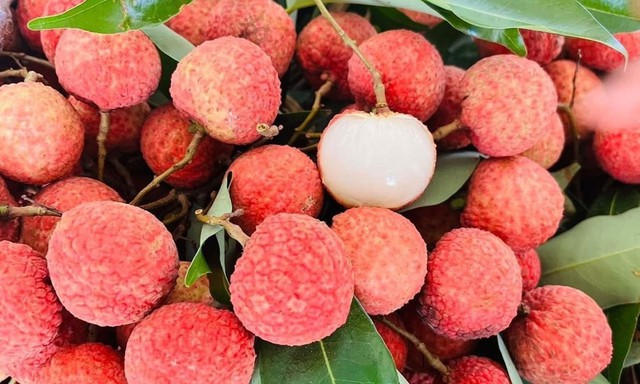 Xuất khẩu vải thiều giảm 51% - Ảnh 1.