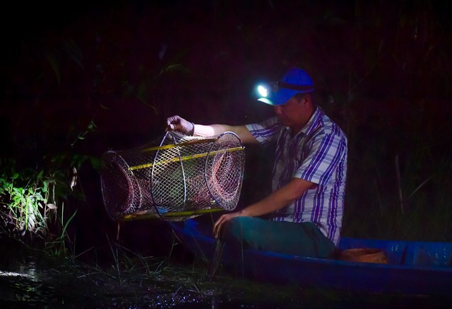 Cà Mau: Trải nghiệm độc đáo bơi xuồng đi dỡ lợp bắt cá đồng ở Vườn Quốc gia U Minh Hạ- Ảnh 4.