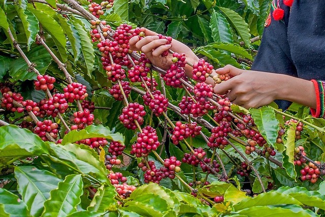 Xuất khẩu cà phê thu hơn 6 tỷ USD sau 8 tháng- Ảnh 1.