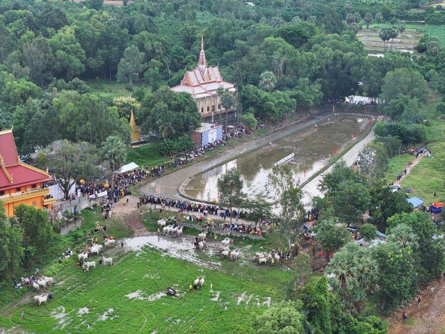 Khai mạc Hội đua bò truyền thống Chùa Rô năm 2026 - Tranh cúp Phân bón Cà Mau- Ảnh 1.