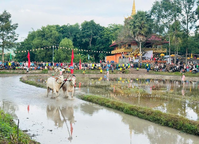 Khai mạc Hội đua bò truyền thống Chùa Rô năm 2026 - Tranh cúp Phân bón Cà Mau- Ảnh 3.