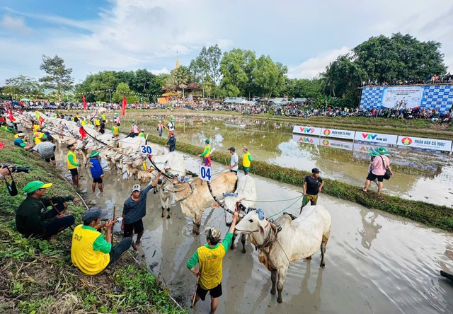Khai mạc Hội đua bò truyền thống Chùa Rô năm 2026 - Tranh cúp Phân bón Cà Mau- Ảnh 2.
