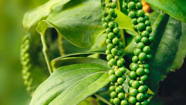 Xuất khẩu hồ tiêu vượt 1,3 tỷ USD- Ảnh 1.