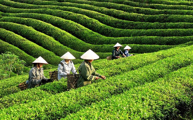 Ngành chè Việt Nam tìm hướng nâng giá trị xuất khẩu- Ảnh 1.