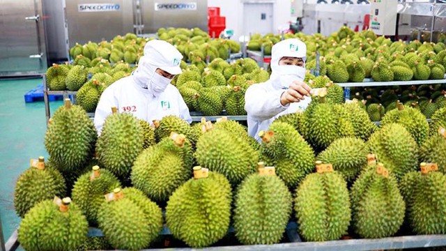 Sầu riêng xuất khẩu sang Hàn Quốc tăng gần 200%- Ảnh 1.