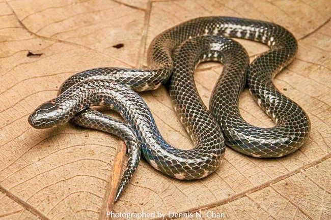 Singapore: Phát hiện loài rắn quý hiếm sau 106 năm - Ảnh 1.