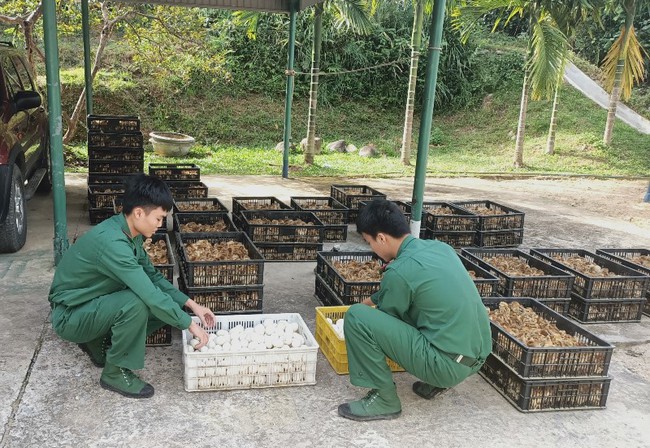 Quảng Ninh: Thu giữ gần 30.000 con gà giống và trứng vịt nhập lậu - Ảnh 1.