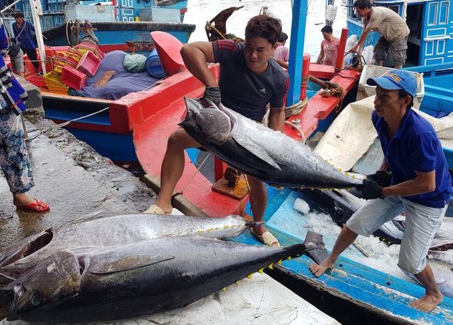 Bất ngờ cá ngừ Việt xuất khẩu qua Ý tăng kỷ lục tới... 8.600% - Ảnh 1.