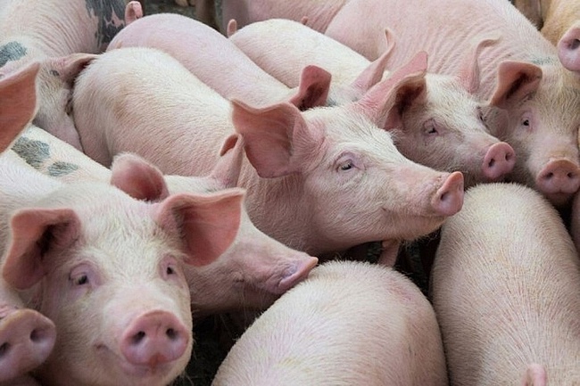 Mức tiêu thụ chậm, dự báo giá lợn hơi sẽ tiếp tục đi xuống.