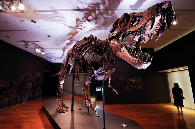 Bán đấu giá bộ xương khủng long lớn nhất thế giới - Ảnh 1.