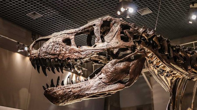 Bán đấu giá bộ xương khủng long lớn nhất thế giới - Ảnh 2.