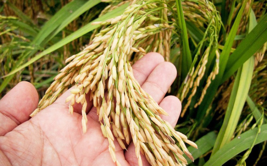 Gạo Việt khẳng định vị thế trên thị trường