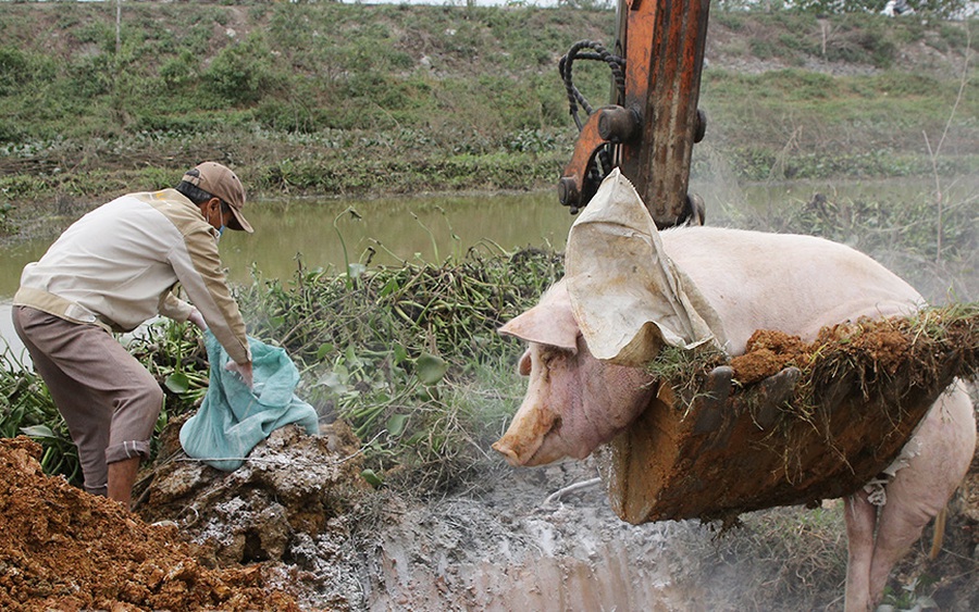 Xã Xích Thổ: Tăng cường phòng chống dịch tả lợn châu Phi tái phát