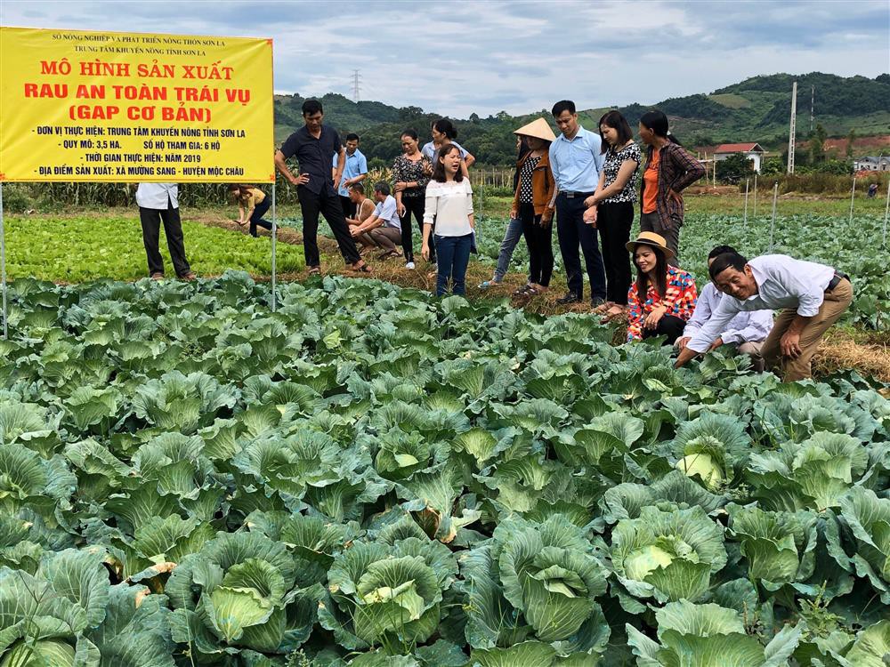 TP Hồ Chí Minh tìm hướng phát triển nông trại thông minh theo mô hình Hàn  Quốc  VTVVN