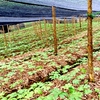 Chương trình OCOP - làn gió mới cho sản phẩm nông nghiệp Si Ma Cai phát triển