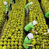 Hệ thống truy xuất nguồn gốc nông sản Việt: Bước tiến quan trọng trong chuyển đổi số ngành nông nghiệp