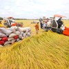 Xuất khẩu gạo chịu sức ép về giá