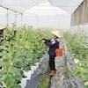 Từ sản xuất xanh đến kinh tế nông nghiệp xanh