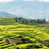 “Hương sắc mùa Thu” đánh thức sức hút cao nguyên trắng Bắc Hà