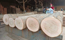 Doanh nghiệp gỗ giải bài toán nguyên liệu